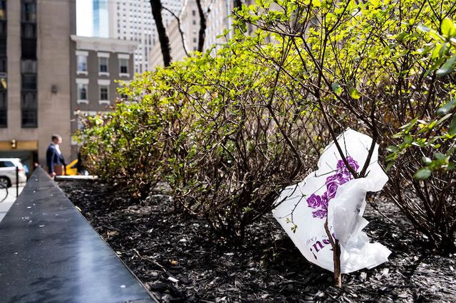 A plastic bag caught in a bush in New York City.